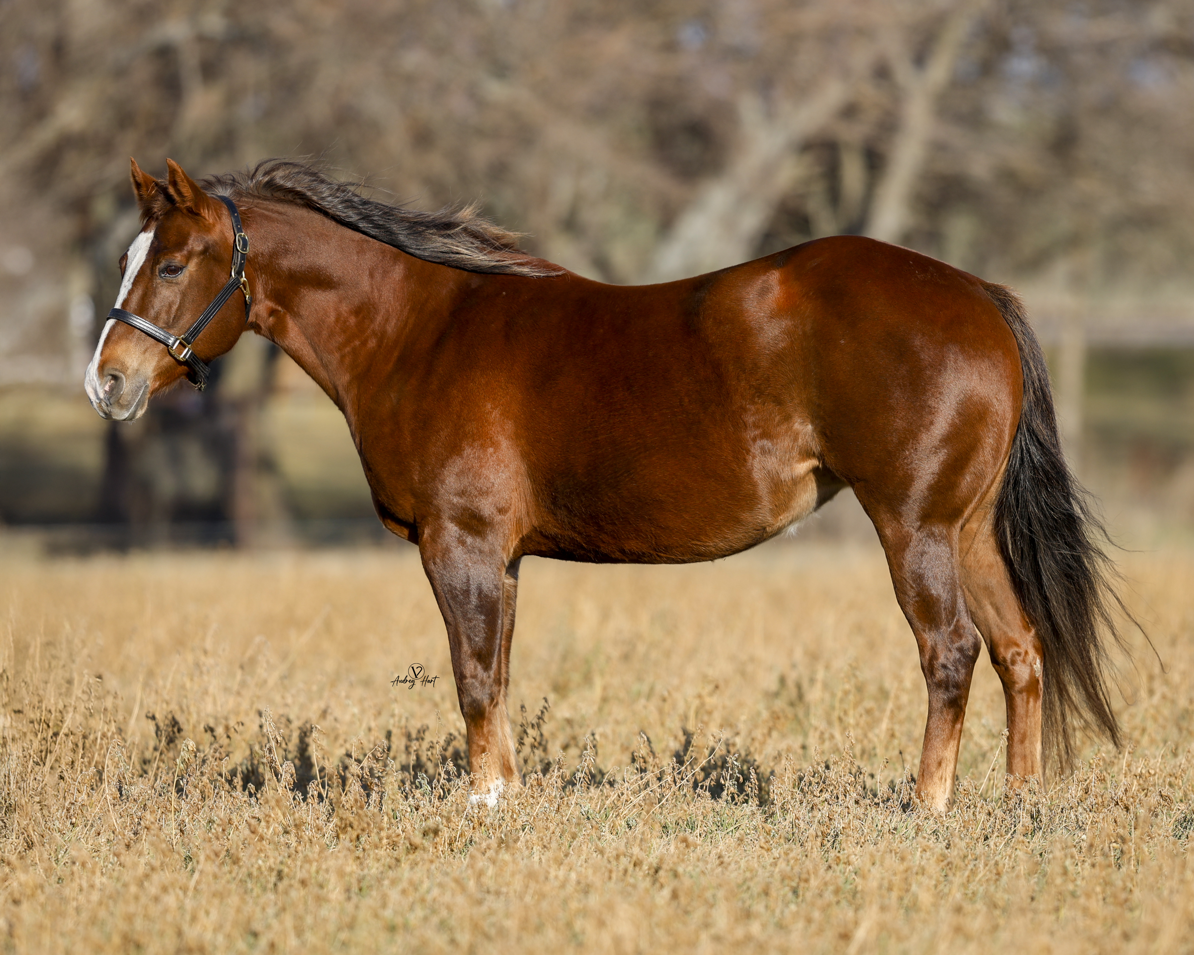 Rmares Ranch MARES – TEARNEY RANCH