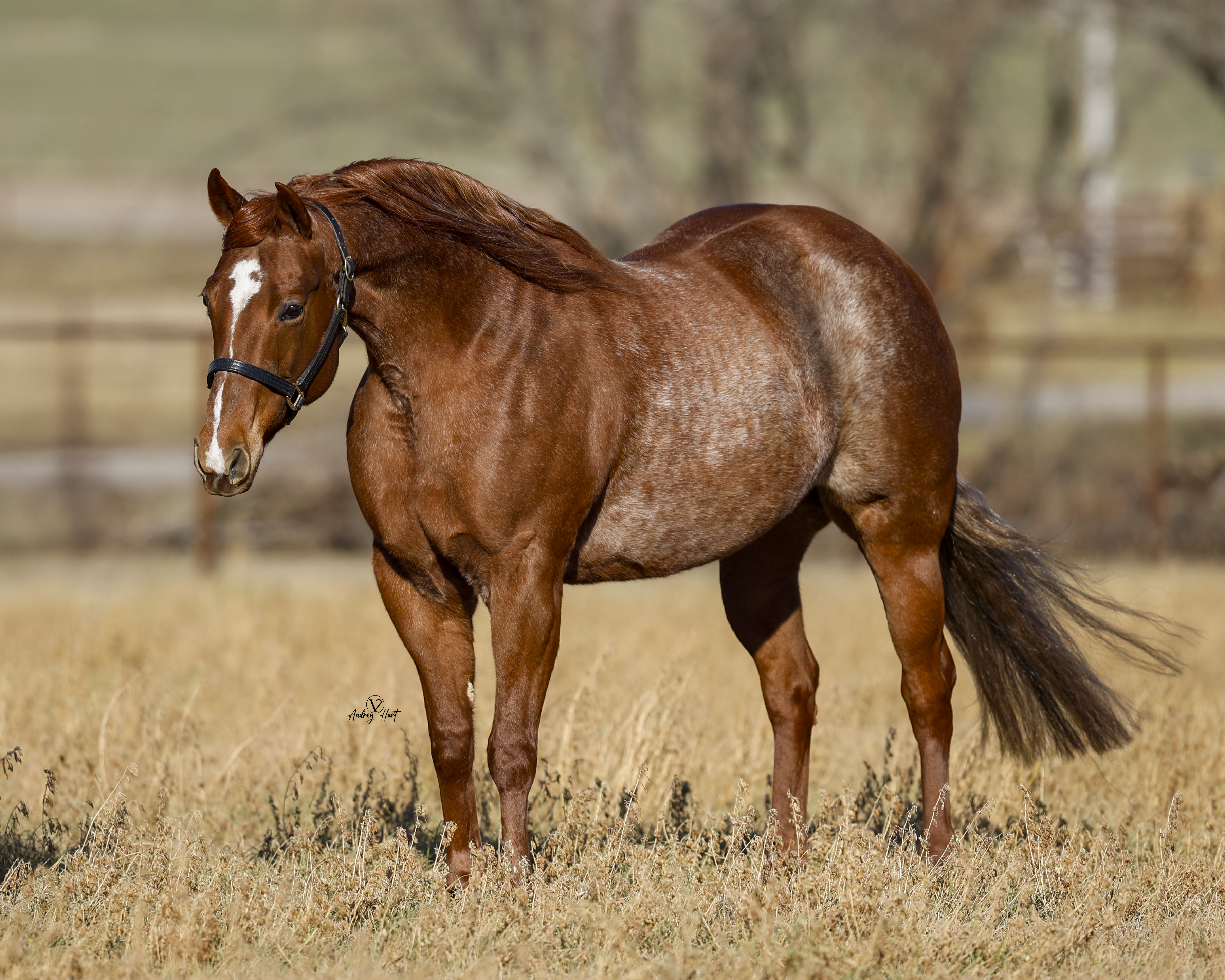 Rmares Ranch MARES – TEARNEY RANCH